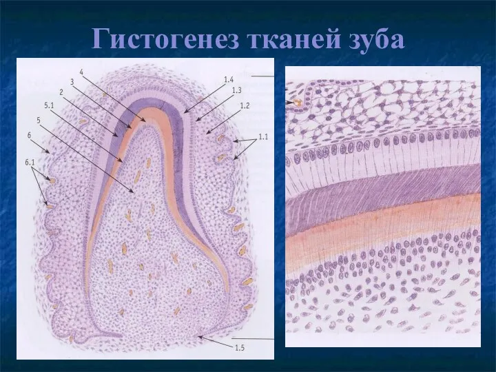 Гистогенез тканей зуба