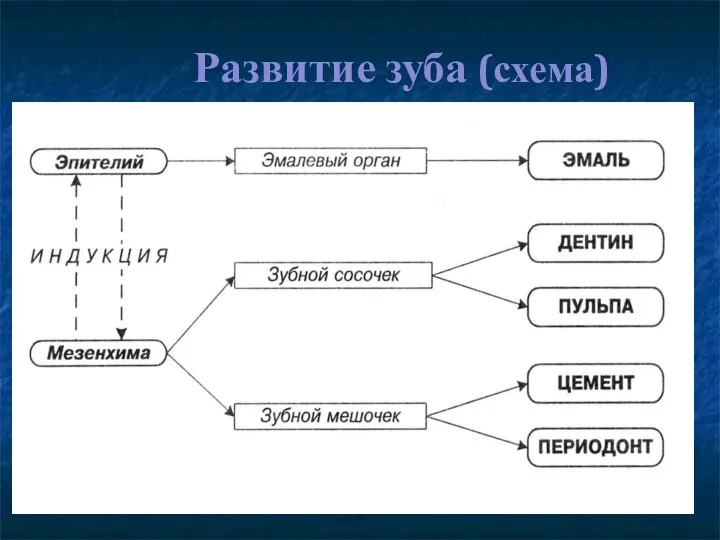 Развитие зуба (схема)