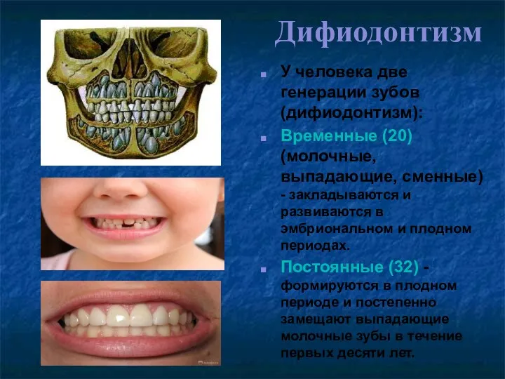 Дифиодонтизм У человека две генерации зубов (дифиодонтизм): Временные (20) (молочные, выпадающие, сменные) -