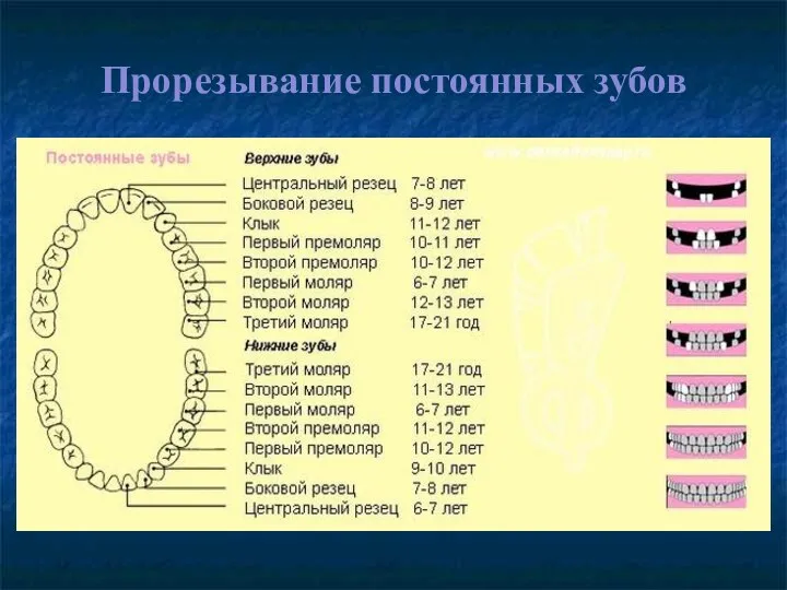 Прорезывание постоянных зубов