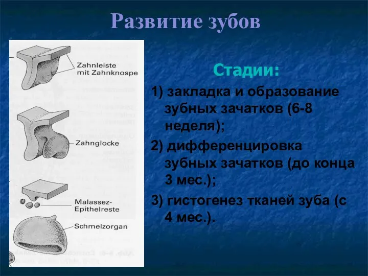 Развитие зубов Стадии: 1) закладка и образование зубных зачатков (6-8 неделя); 2) дифференцировка
