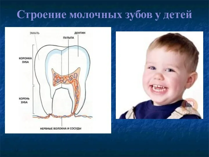 Строение молочных зубов у детей