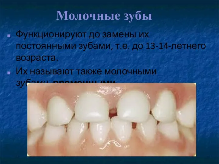 Молочные зубы Функционируют до замены их постоянными зубами, т.е. до 13-14-летнего возраста. Их