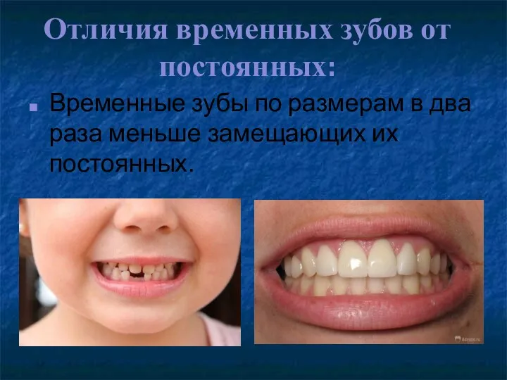 Отличия временных зубов от постоянных: Временные зубы по размерам в два раза меньше замещающих их постоянных.