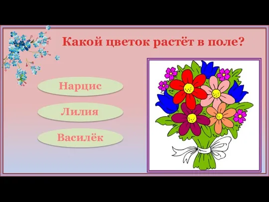 Какой цветок растёт в поле? Василёк