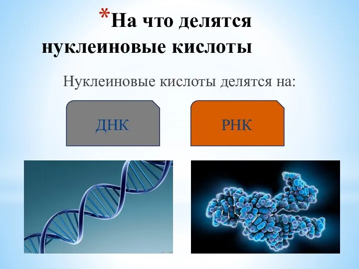 На что делятся нуклеиновые кислоты Нуклеиновые кислоты делятся на: ДНК РНК