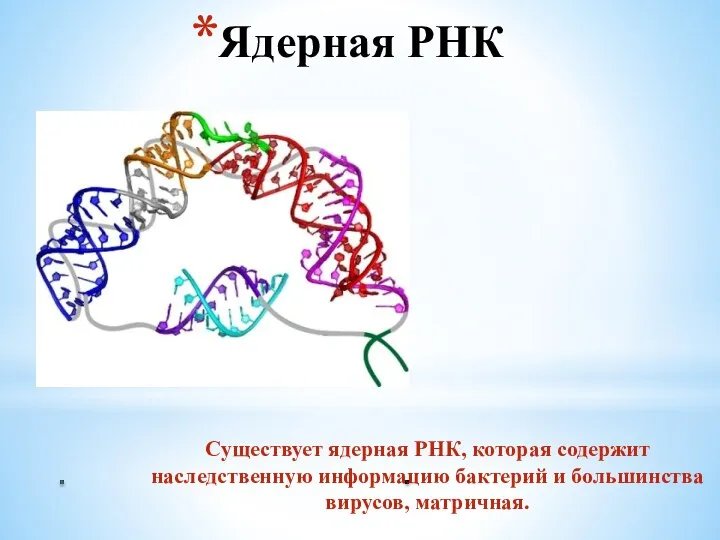 Ядерная РНК Существует ядерная РНК, которая содержит наследственную информацию бактерий и большинства вирусов, матричная.
