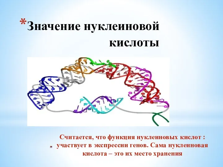 Значение нуклеиновой кислоты Считается, что функция нуклеиновых кислот : участвует в экспрессии генов.
