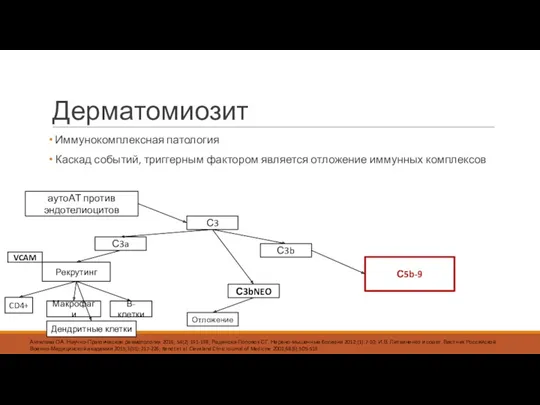 Дерматомиозит Иммунокомплексная патология Каскад событий, триггерным фактором является отложение иммунных