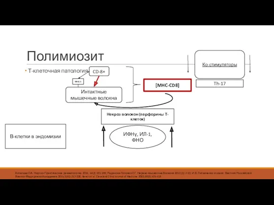 Полимиозит Т-клеточная патология CD-8+ Интактные мышечные волокна MHC-1 [MHC-CD8] Ко-стимуляторы