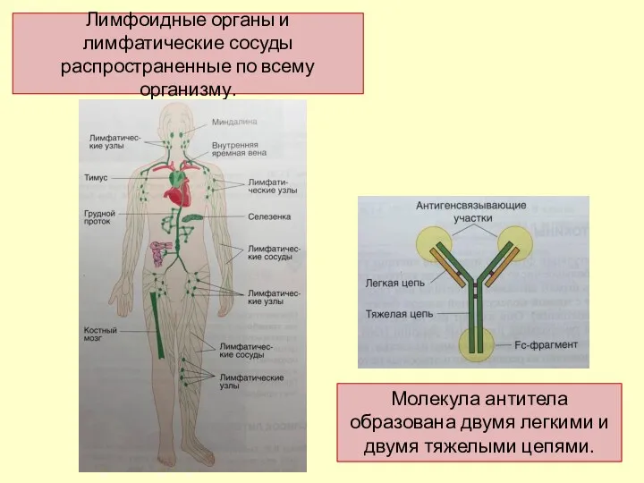 Лимфоидные органы и лимфатические сосуды распространенные по всему организму. Молекула антитела образована двумя