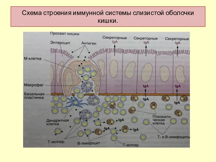 Схема строения иммунной системы слизистой оболочки кишки.