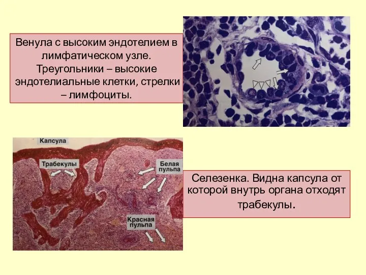 Венула с высоким эндотелием в лимфатическом узле. Треугольники – высокие