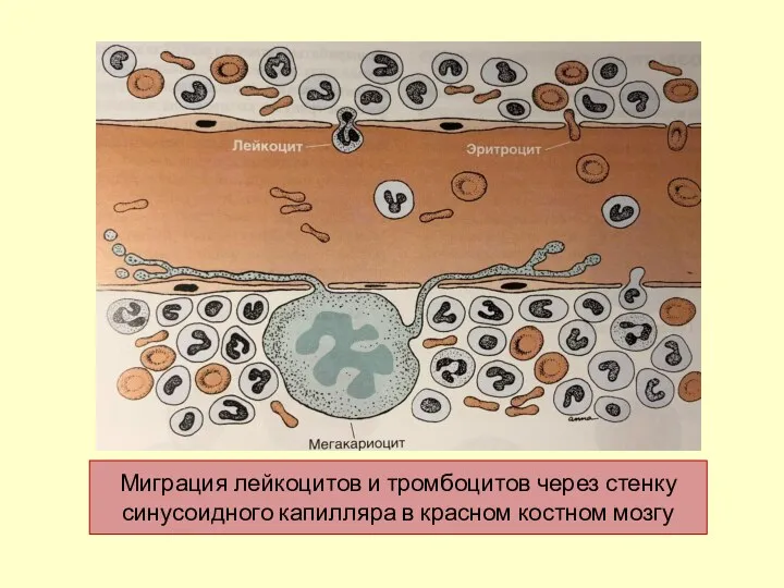 Миграция лейкоцитов и тромбоцитов через стенку синусоидного капилляра в красном костном мозгу