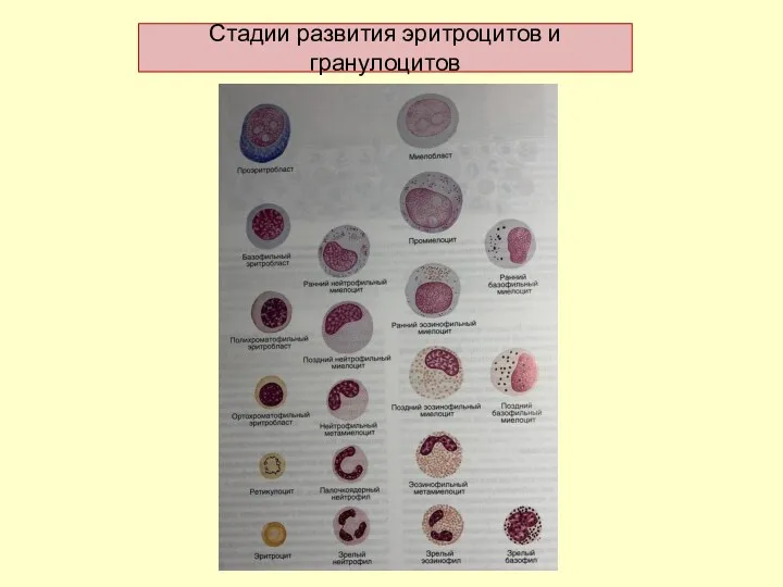 Стадии развития эритроцитов и гранулоцитов