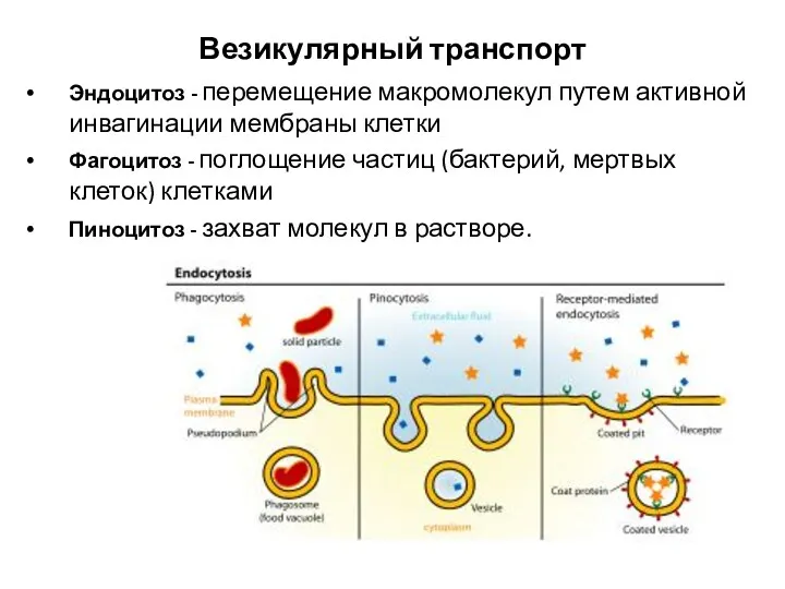 Везикулярный транспорт Эндоцитоз - перемещение макромолекул путем активной инвагинации мембраны клетки Фагоцитоз -