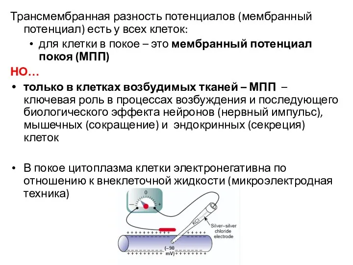 Трансмембранная разность потенциалов (мембранный потенциал) есть у всех клеток: для