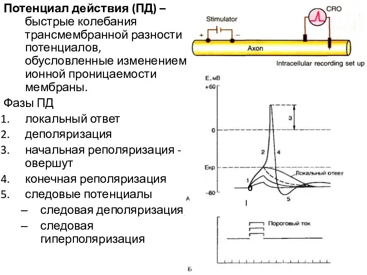 Потенциал действия (ПД) – быстрые колебания трансмембранной разности потенциалов, обусловленные изменением ионной проницаемости