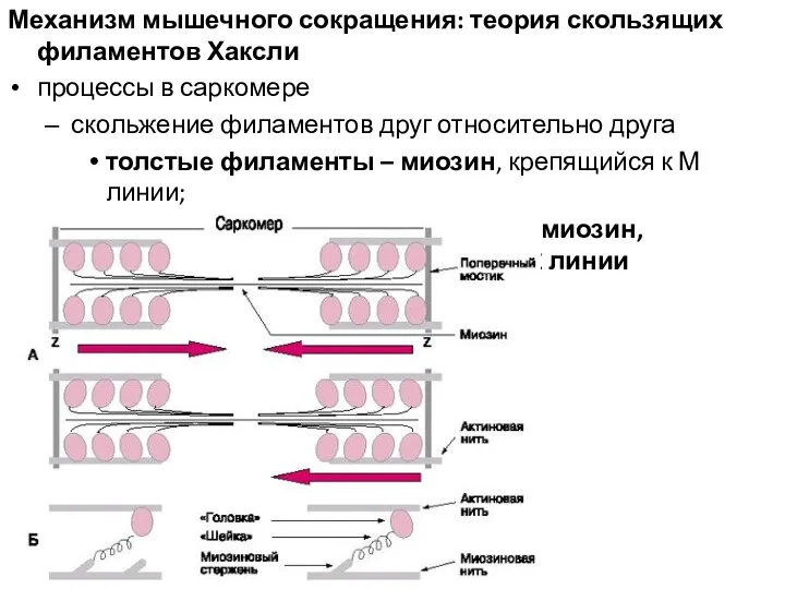 Механизм мышечного сокращения: теория скользящих филаментов Хаксли процессы в саркомере скольжение филаментов друг