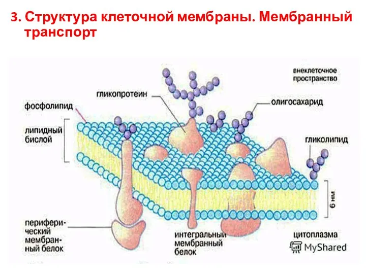 3. Структура клеточной мембраны. Мембранный транспорт