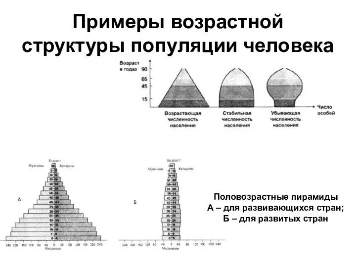 Примеры возрастной структуры популяции человека Половозрастные пирамиды А – для развивающихся стран; Б