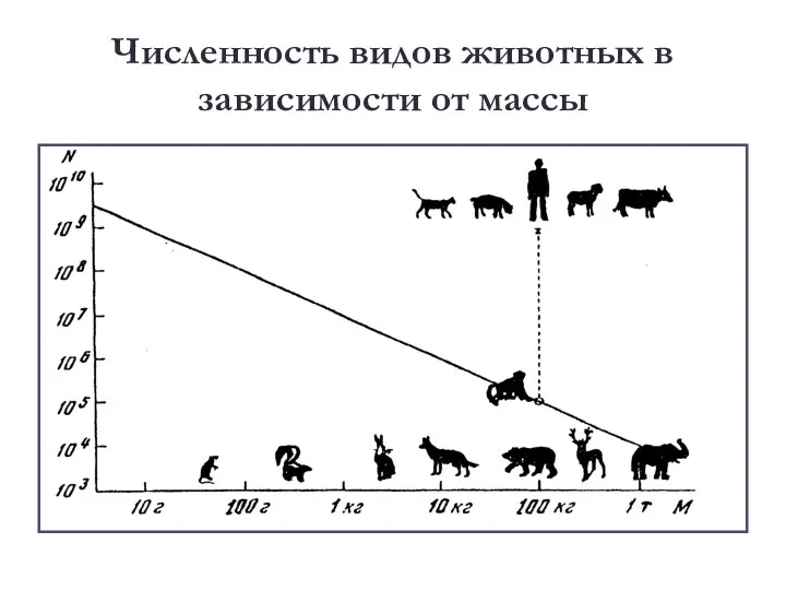 Численность видов животных в зависимости от массы