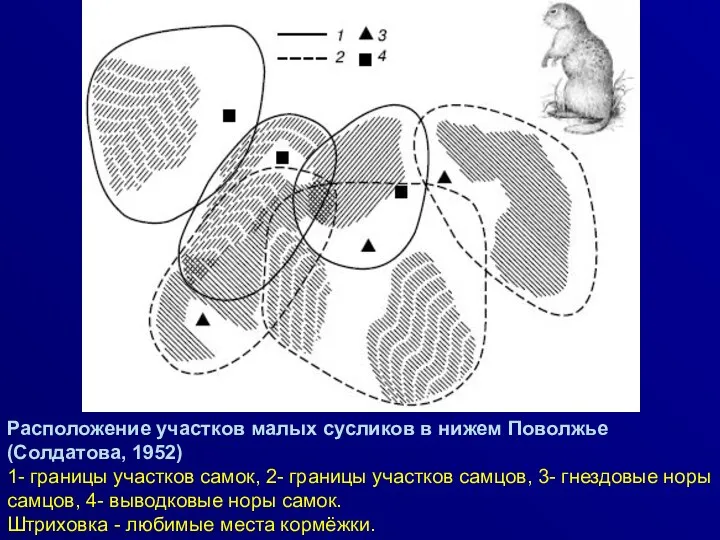 Расположение участков малых сусликов в нижем Поволжье (Солдатова, 1952) 1-