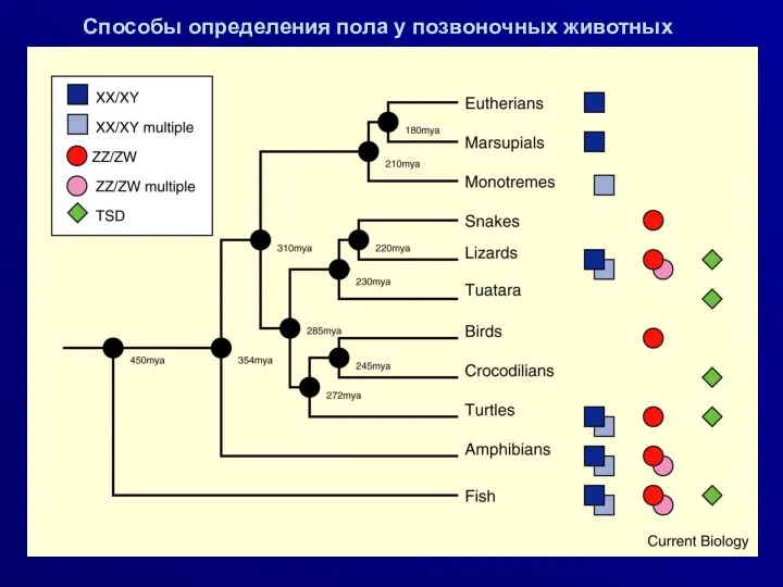 Способы определения пола у позвоночных животных