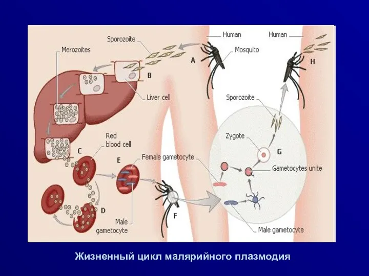 Жизненный цикл малярийного плазмодия