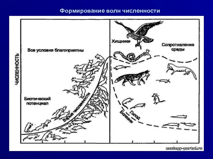 Формирование волн численности