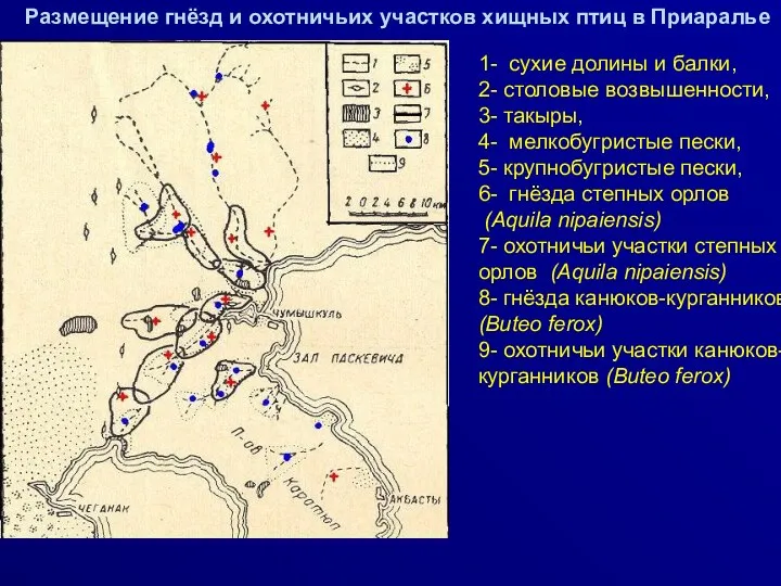 Размещение гнёзд и охотничьих участков хищных птиц в Приаралье 1-