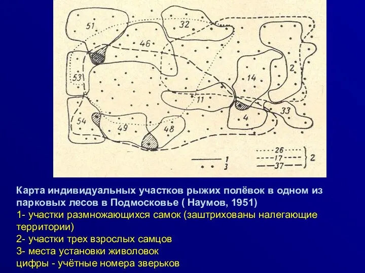 Карта индивидуальных участков рыжих полёвок в одном из парковых лесов