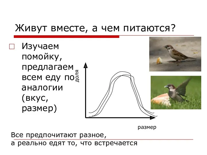 Живут вместе, а чем питаются? Изучаем помойку, предлагаем всем еду