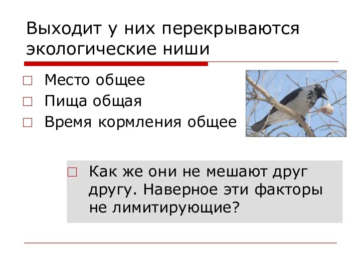 Выходит у них перекрываются экологические ниши Место общее Пища общая