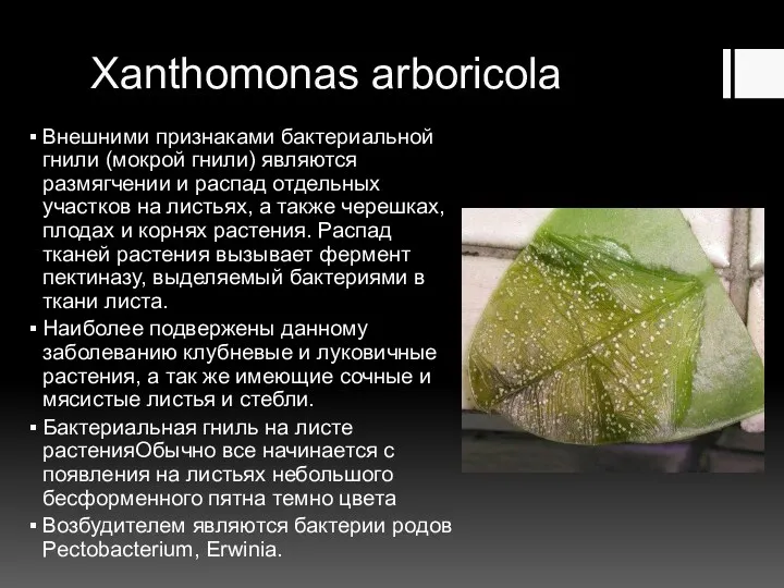 Xanthomonas arboricola Внешними признаками бактериальной гнили (мокрой гнили) являются размягчении