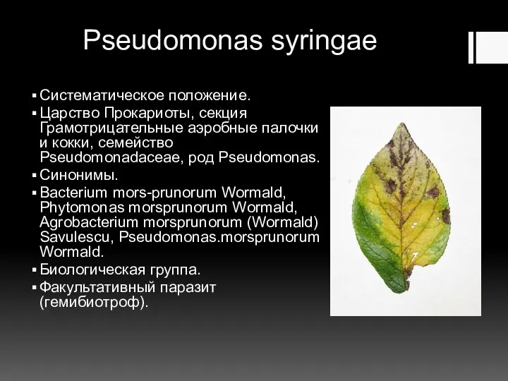 Pseudomonas syringae Систематическое положение. Царство Прокариоты, секция Грамотрицательные аэробные палочки