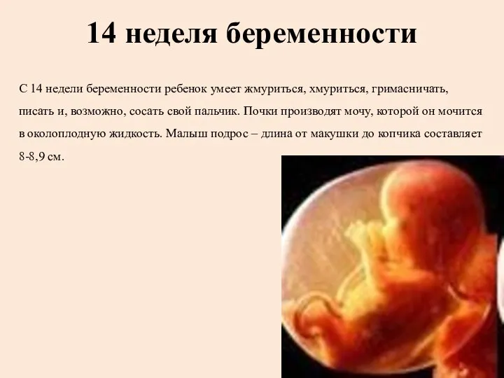 14 неделя беременности С 14 недели беременности ребенок умеет жмуриться,
