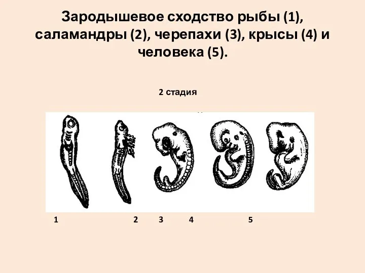 Зародышевое сходство рыбы (1), саламандры (2), черепахи (3), крысы (4)