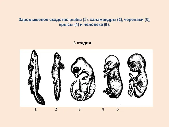 Зародышевое сходство рыбы (1), саламандры (2), черепахи (3), крысы (4)