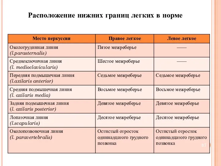 Расположение нижних границ легких в норме