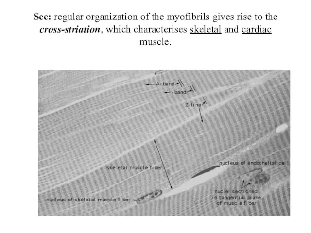 See: regular organization of the myofibrils gives rise to the cross-striation, which characterises