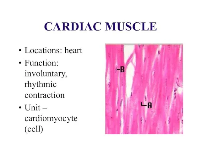 CARDIAC MUSCLE Locations: heart Function: involuntary, rhythmic contraction Unit – cardiomyocyte (cell)