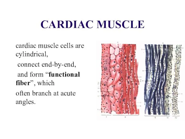 CARDIAC MUSCLE cardiac muscle cells are cylindrical, connect end-by-end, and form “functional fiber”,