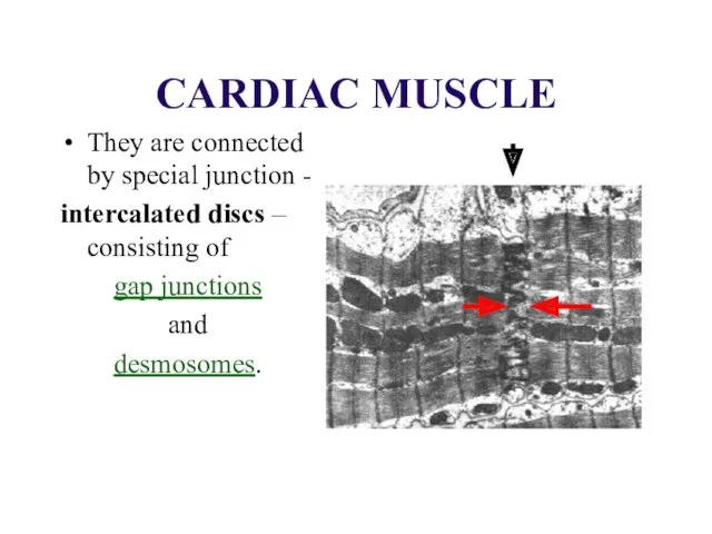 CARDIAC MUSCLE They are connected by special junction - intercalated discs – consisting