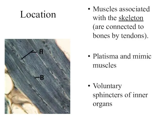 Location Muscles associated with the skeleton (are connected to bones by tendons). Platisma