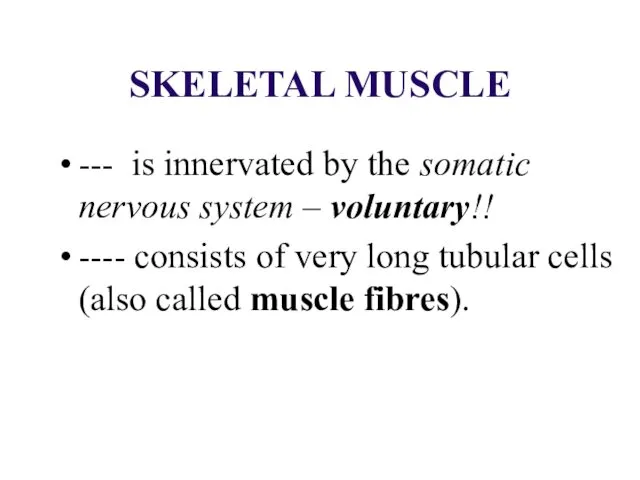 SKELETAL MUSCLE --- is innervated by the somatic nervous system – voluntary!! ----