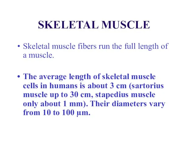 SKELETAL MUSCLE Skeletal muscle fibers run the full length of a muscle. The