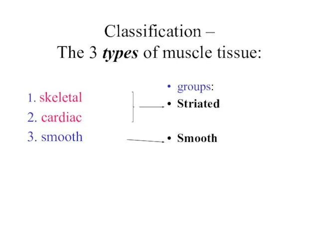Classification – The 3 types of muscle tissue: 1. skeletal