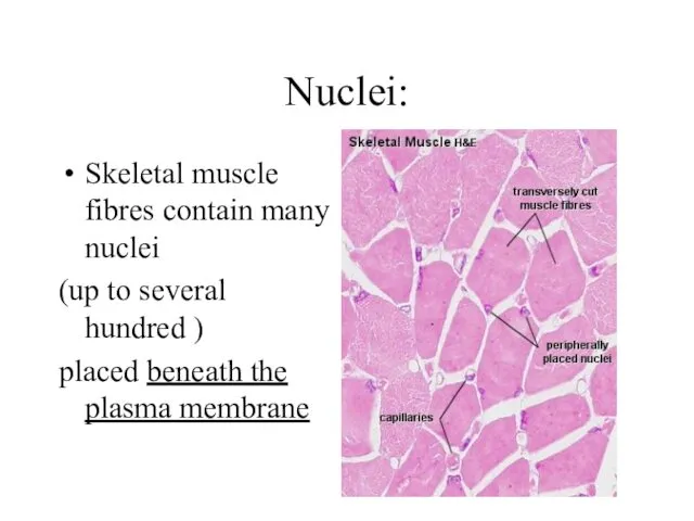 Nuclei: Skeletal muscle fibres contain many nuclei (up to several hundred ) placed