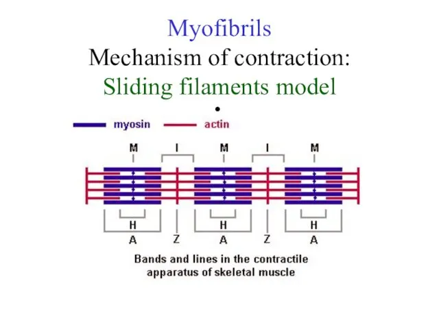 Myofibrils Mechanism of contraction: Sliding filaments model